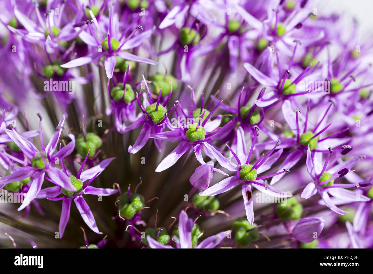 Allium purple sensation Banque D'Images