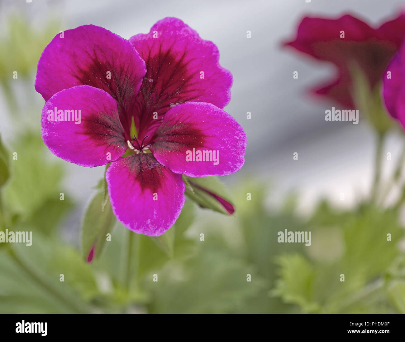 Géranium Pelargonium spec. Banque D'Images