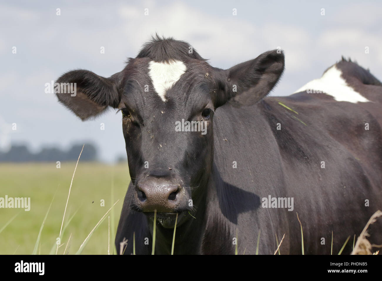 Portrait d'une vache à lait Banque D'Images
