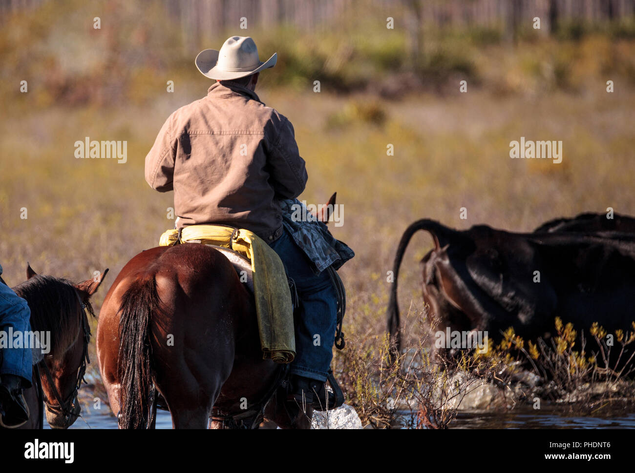 Les troupeaux bovins son cowboy en terrain marécageux Banque D'Images