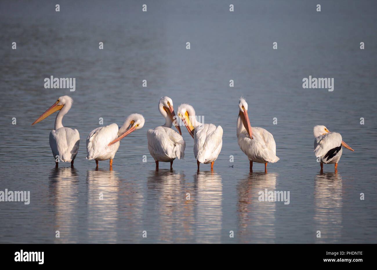Pélican blanc Pelecanus erythrorhynchos Banque D'Images