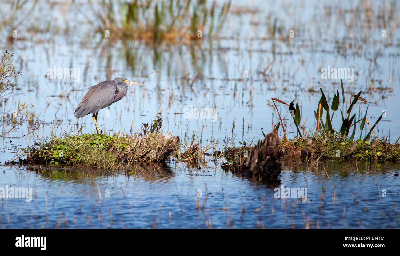Peu d'oiseaux blue heron Egretta caerulea Banque D'Images Peu d'oiseaux blue heron Egretta caerulea Banque D'Images