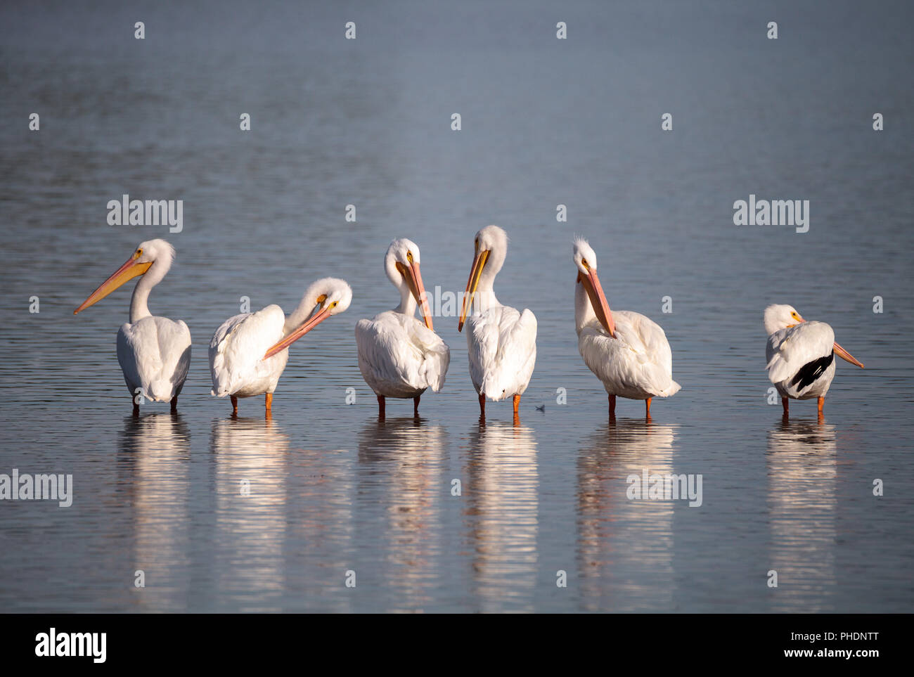 Pélican blanc Pelecanus erythrorhynchos Banque D'Images