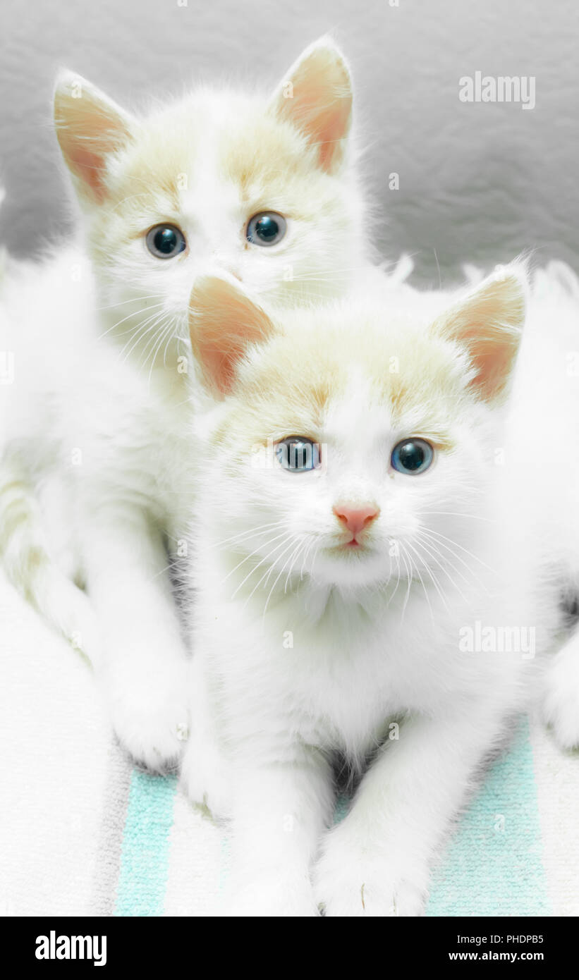Petits chatons de fourrure blanc avec rouge Banque D'Images