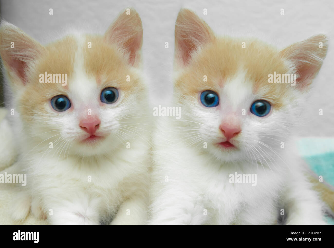 Petits chatons de fourrure blanc avec rouge Banque D'Images