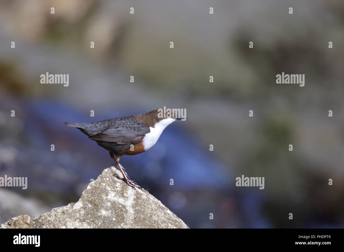 White-throated dipper Banque D'Images