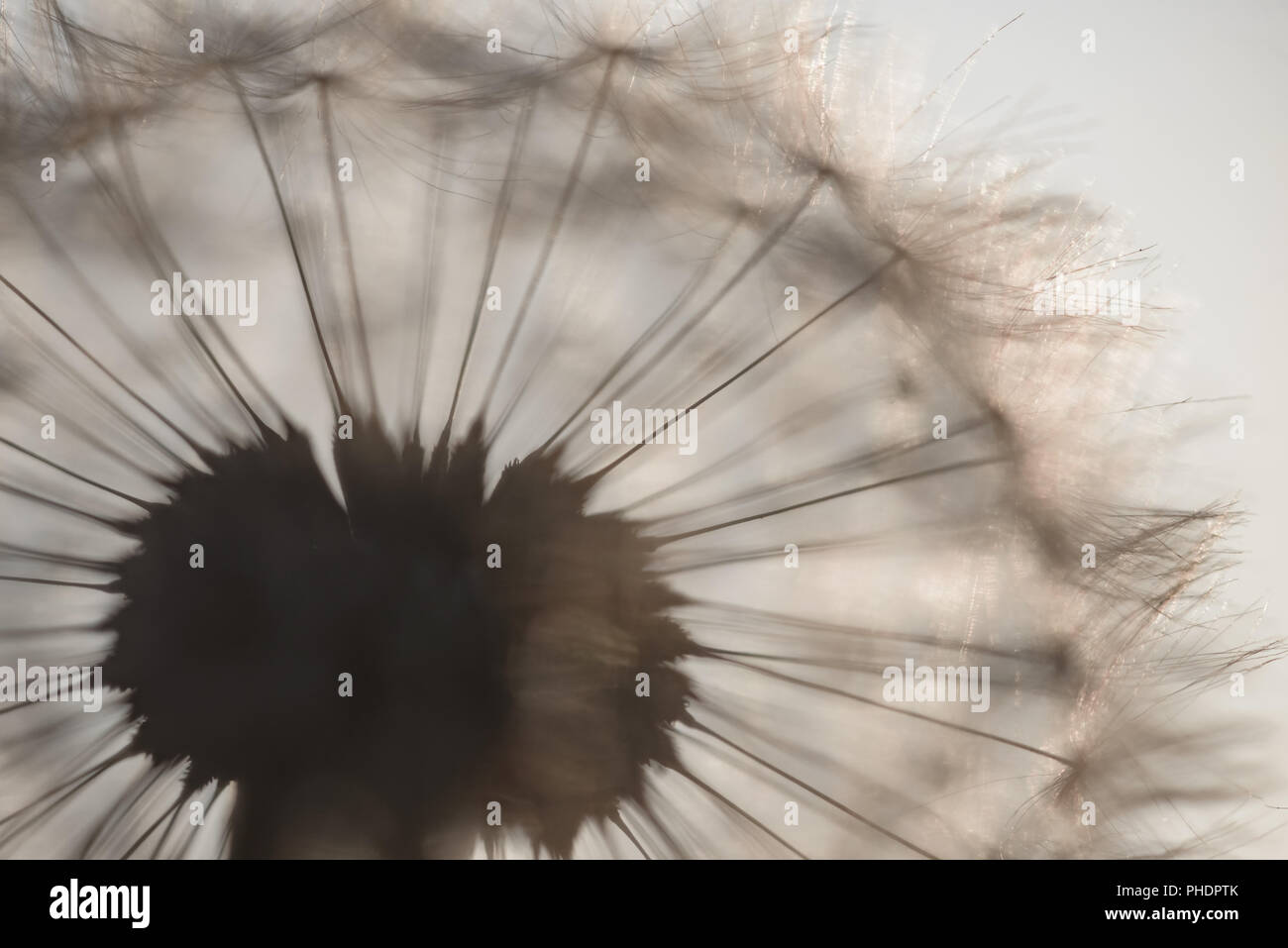 Grande tête de pissenlit Banque D'Images