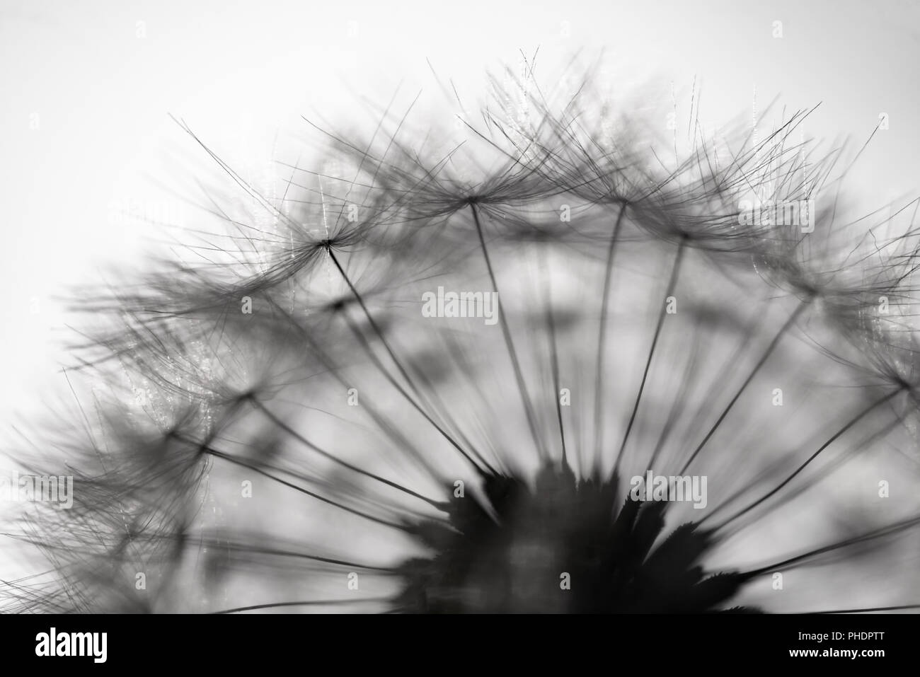 Grande tête de pissenlit Banque D'Images