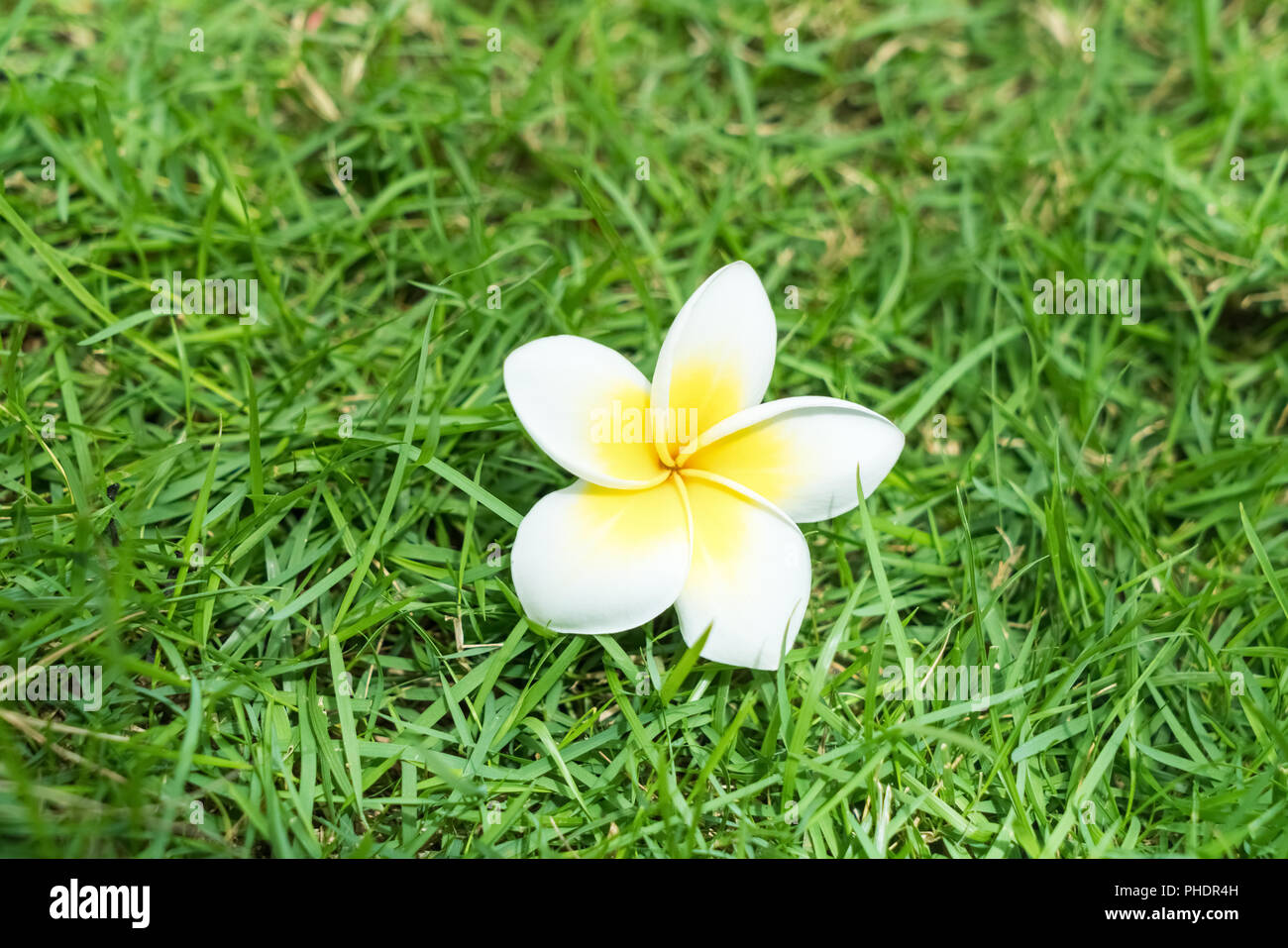 fleur de Plumeria Banque D'Images