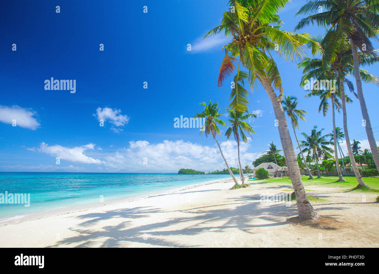 Plage tropicale avec cocotier Banque D'Images