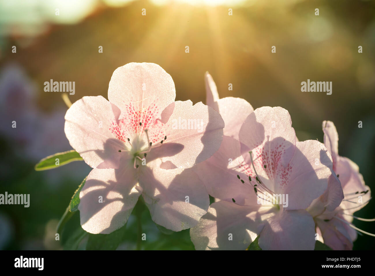 Azalea fleurs de printemps dans la lumière du soleil Banque D'Images