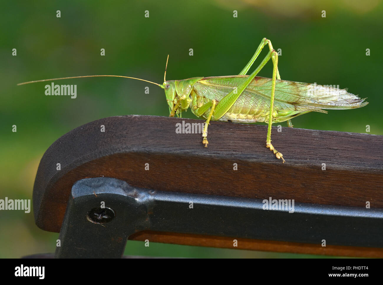 Grand green bush cricket ; bushcricket ; Banque D'Images