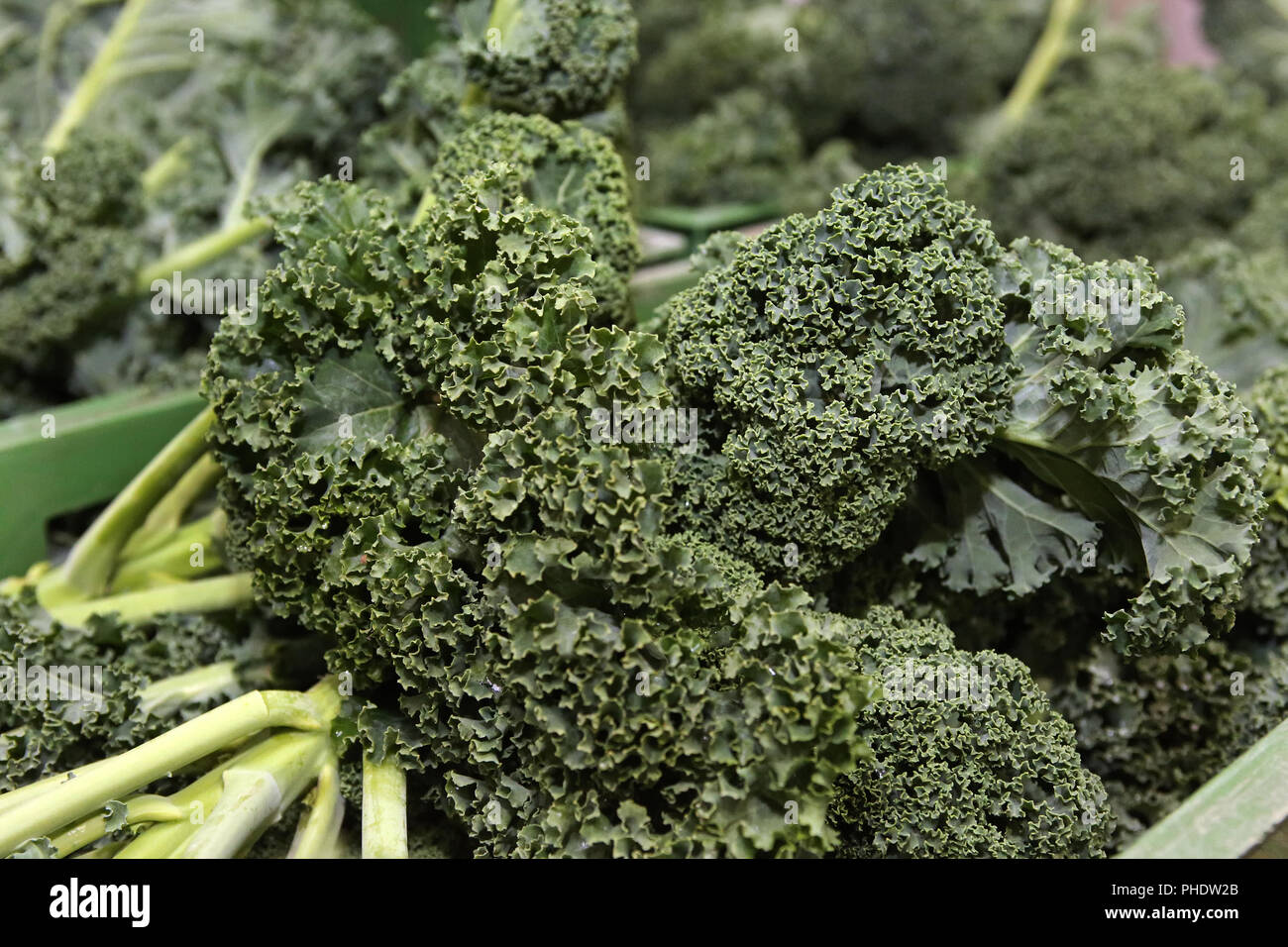 chou vert Banque D'Images