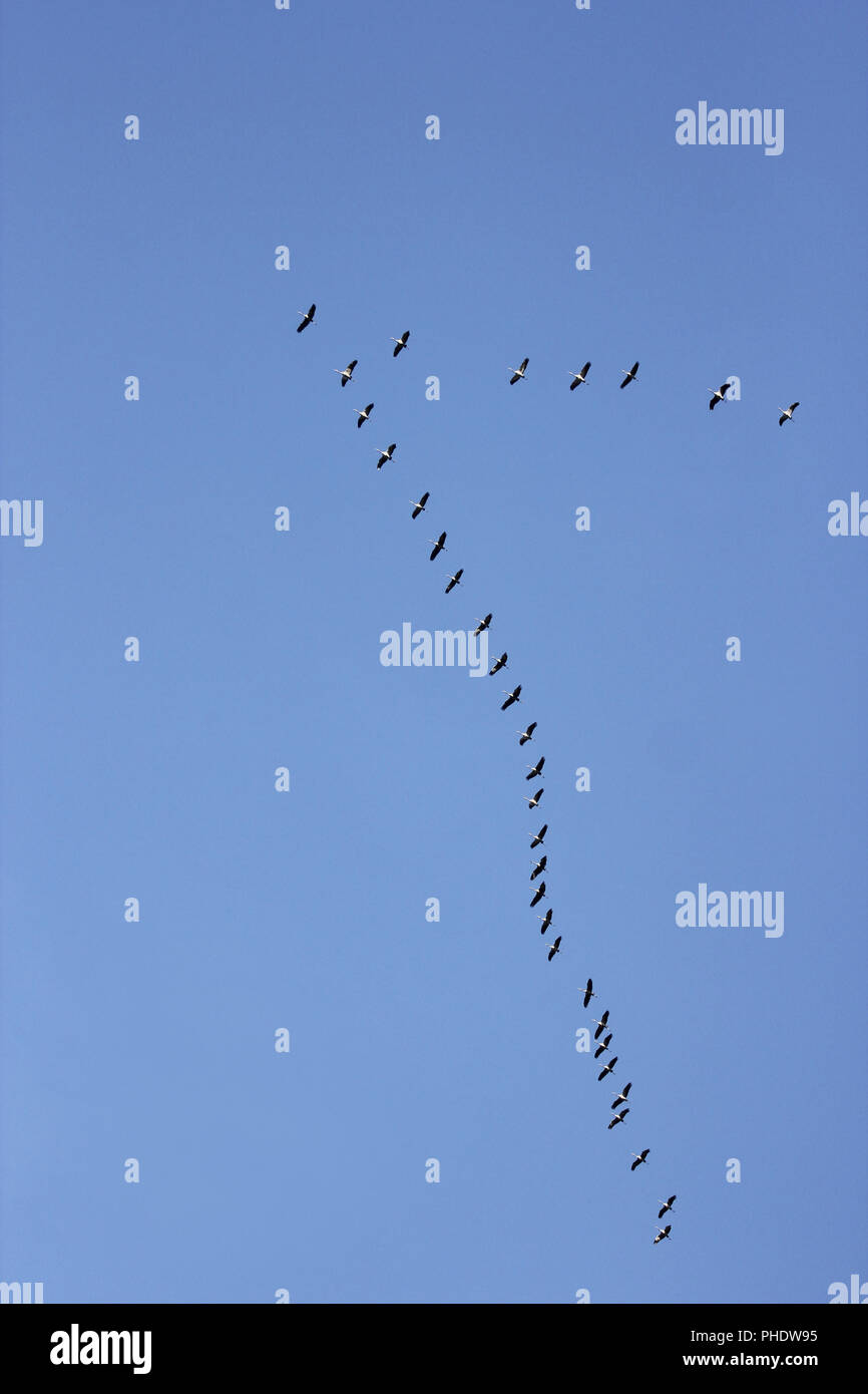 Grues Cendrées en vol formation Banque D'Images