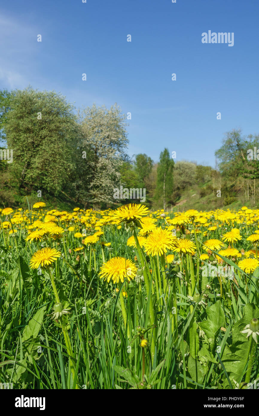 Le pissenlit fleur à une prairie au printemps Banque D'Images