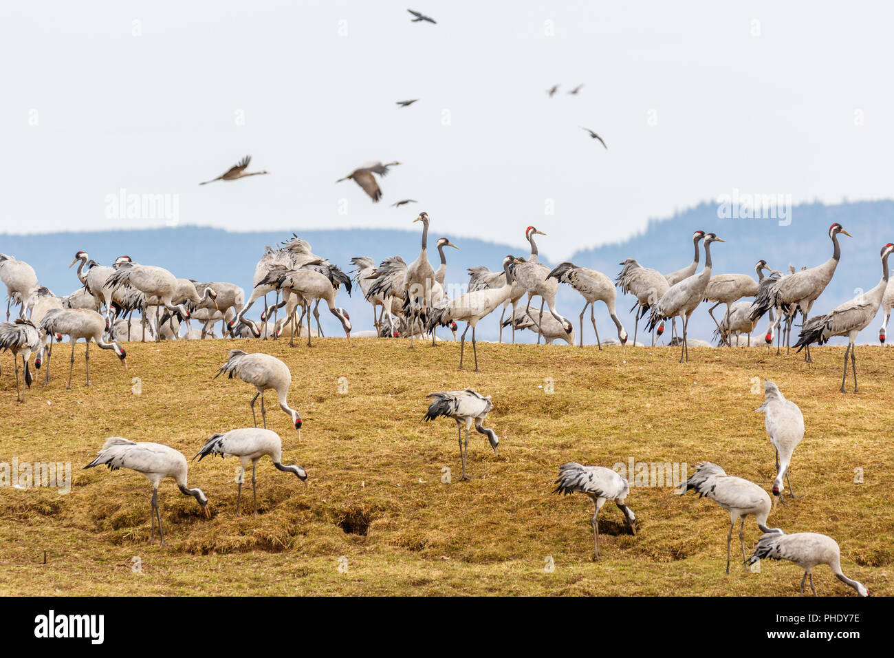 Le pâturage des grues sur un champ au printemps Banque D'Images