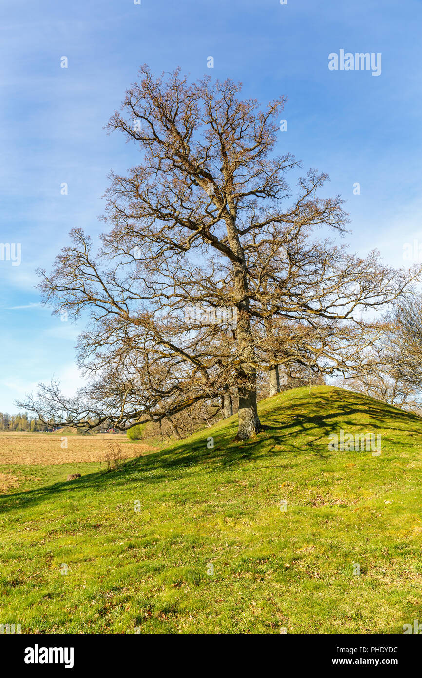 Arbre de chêne à un eskar en pleine campagne à printemps Banque D'Images