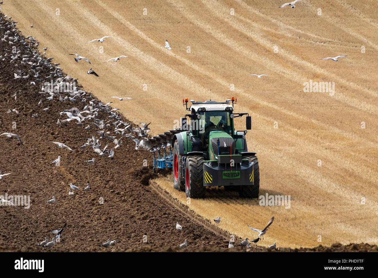 Flock of seagulls suite à un tracteur laboure un champ dans la campagne du nord du Yorkshire au Royaume-Uni Banque D'Images