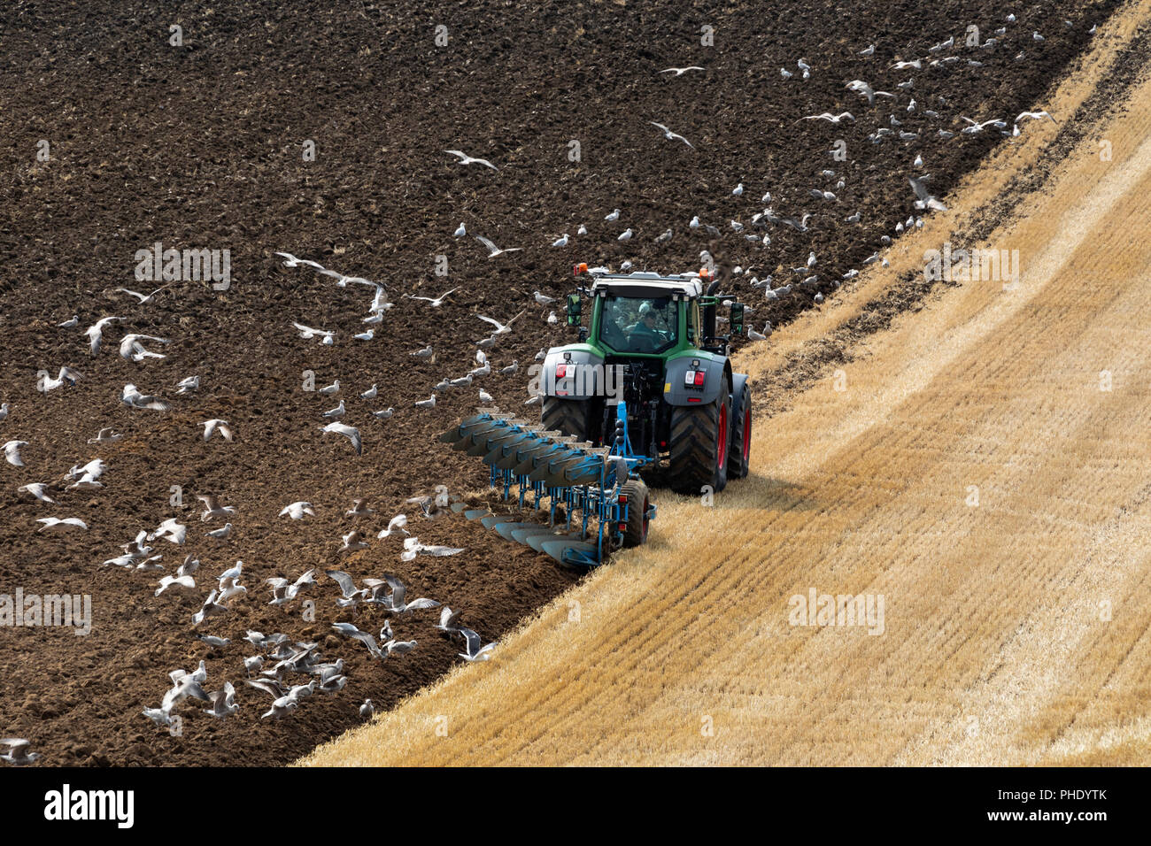 Flock of seagulls suite à un tracteur sur les terres agricoles dans la région de North Yorkshire au Royaume-Uni. Banque D'Images