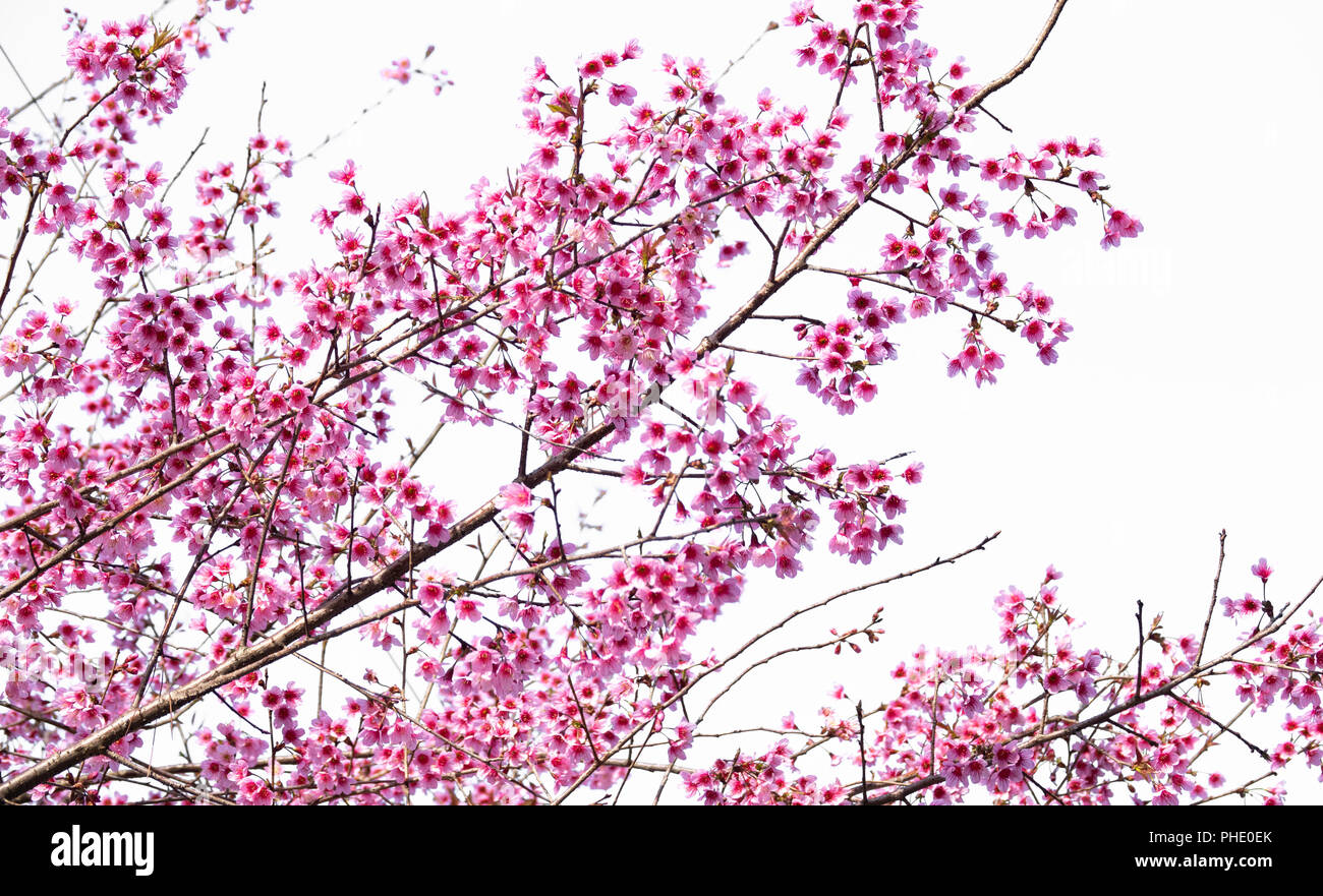 Belle Fleur De Cerisier Sakura Prunus Cesacoides Isolé Sur