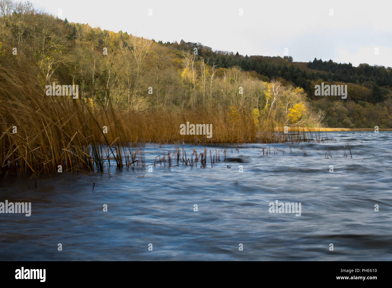 La rive du lac Laacher le en automne Banque D'Images