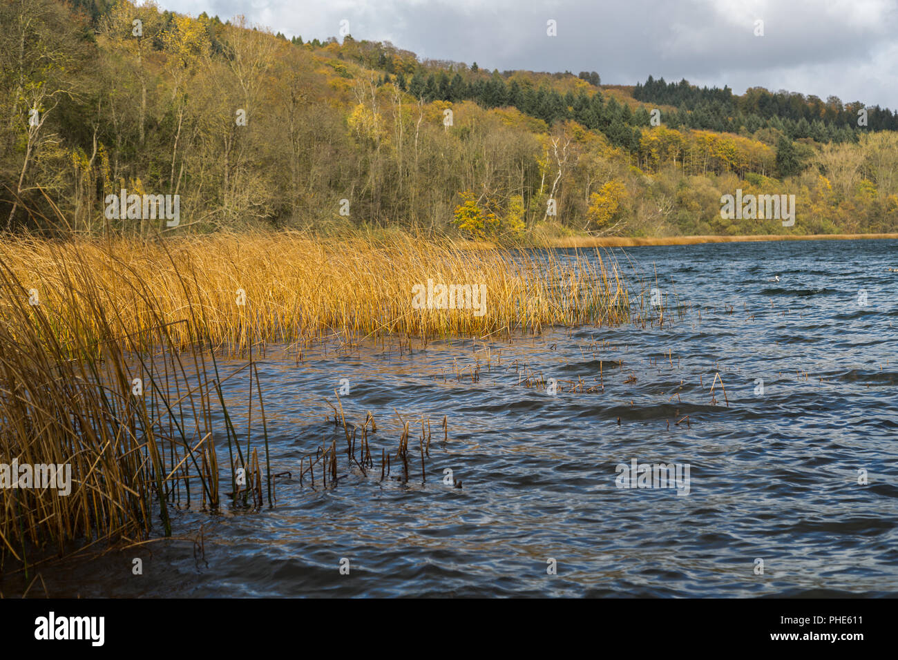 La rive du lac Laacher l en Rhénanie-Palatinat en automne Banque D'Images