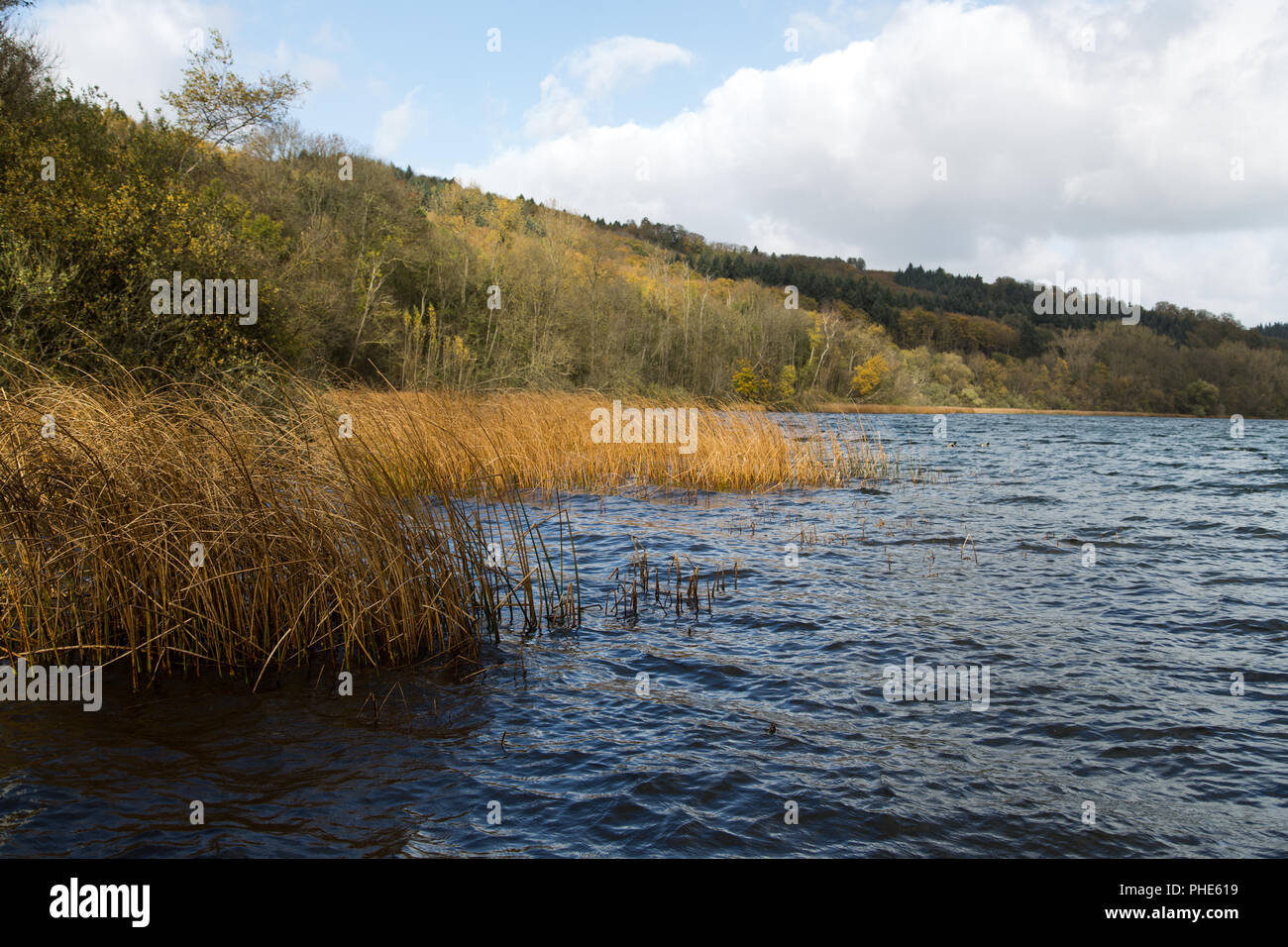 La rive du lac Laacher le en automne Banque D'Images