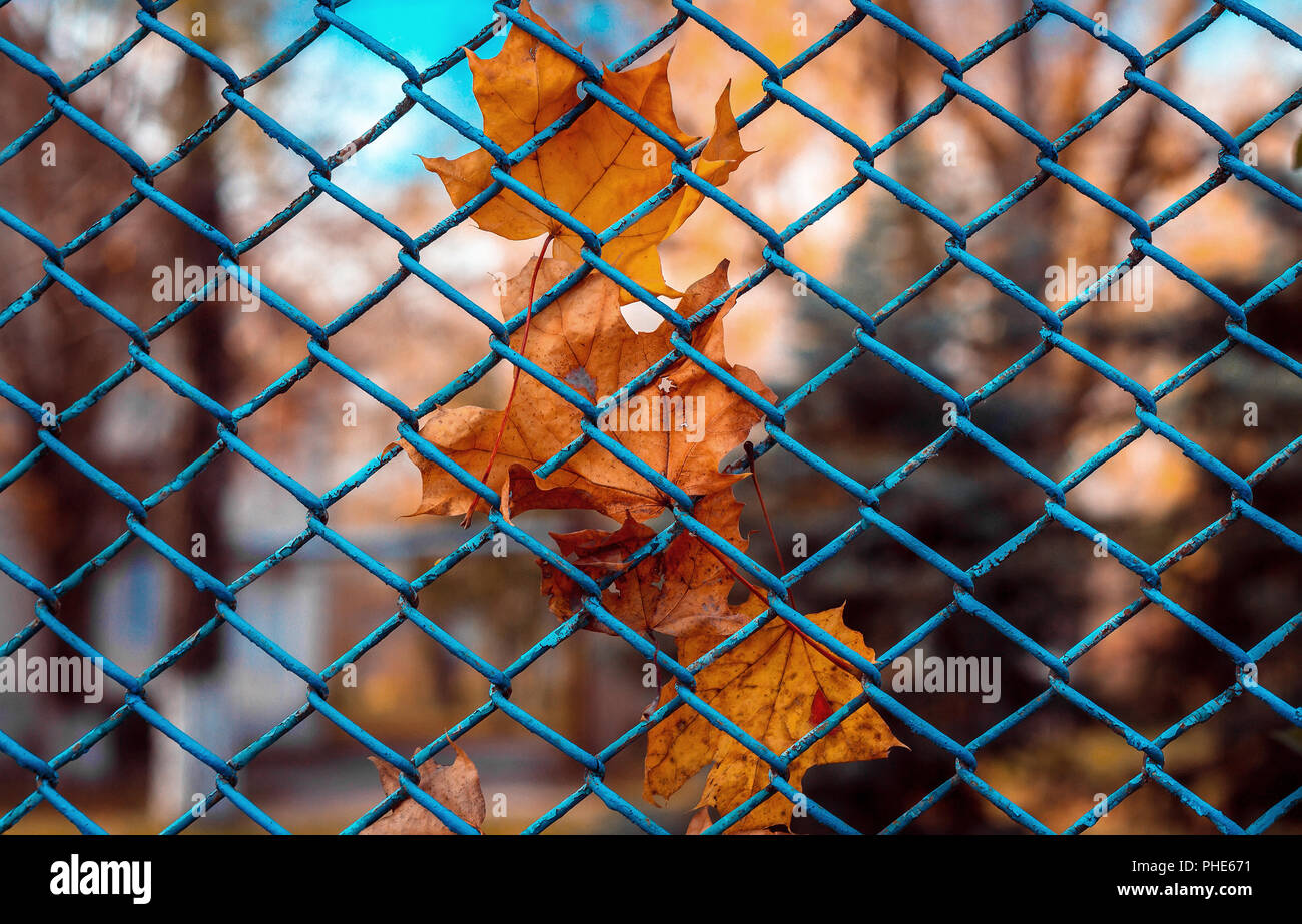 Feuilles d'érable sec sur une grille de clôture d'une journée ensoleillée Banque D'Images