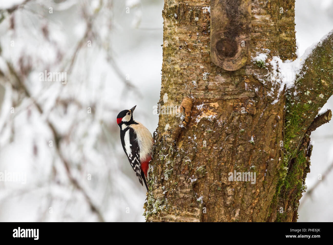 Pic sur le tronc de l'arbre dans la forêt d'hiver Banque D'Images