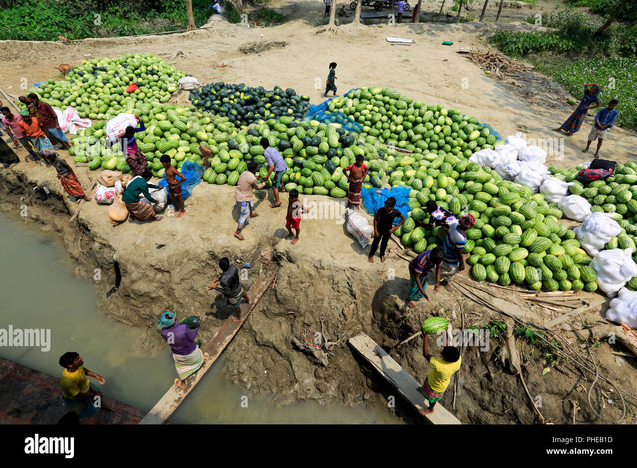 Une énorme quantité de pastèque fraîchement récoltés est présenté pour le transport sur la banque du fleuve Tetulia à Rangabali sous l'upazila de Patuakhali distric Banque D'Images