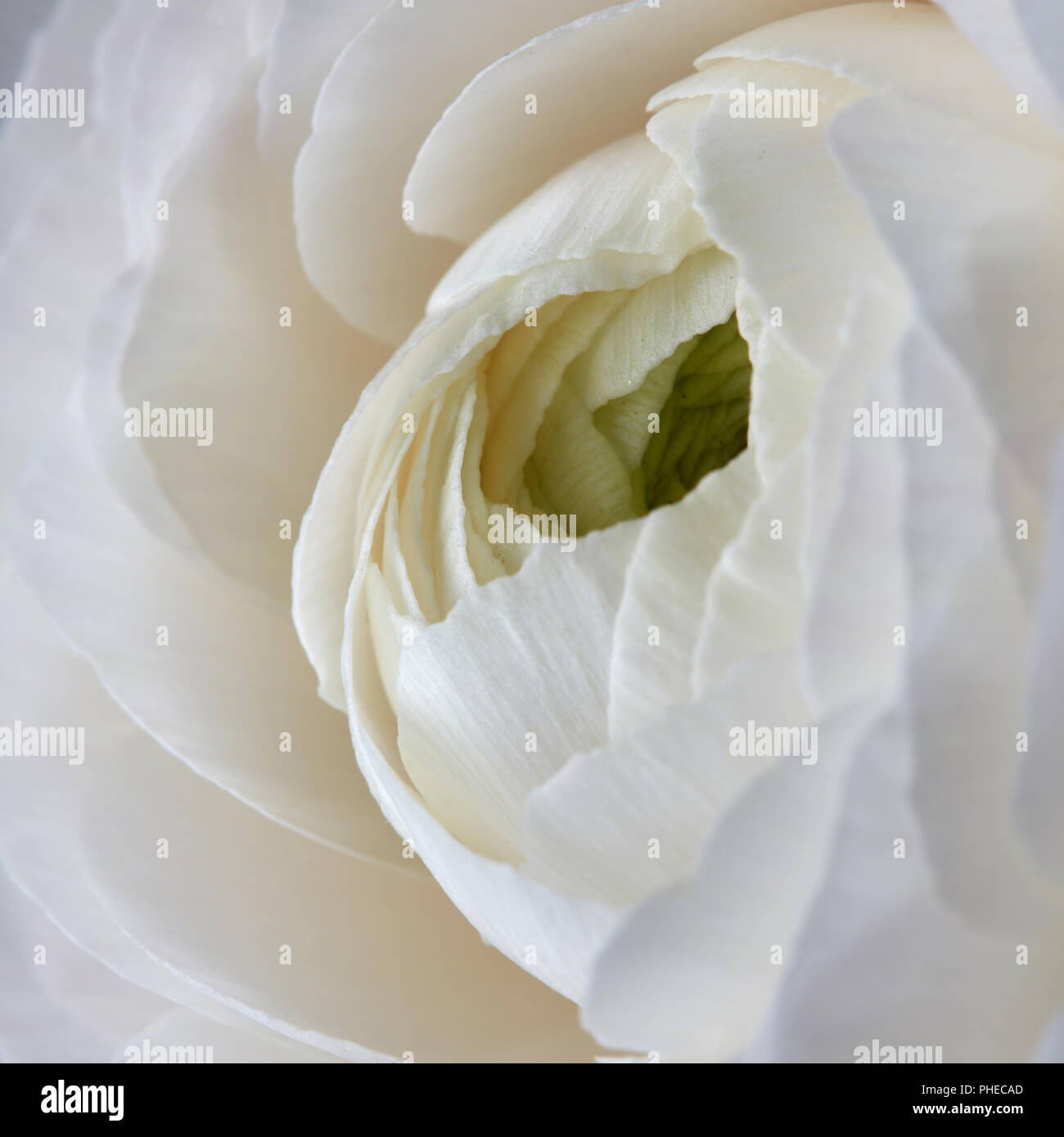 Close up rose blanche fleur Banque D'Images