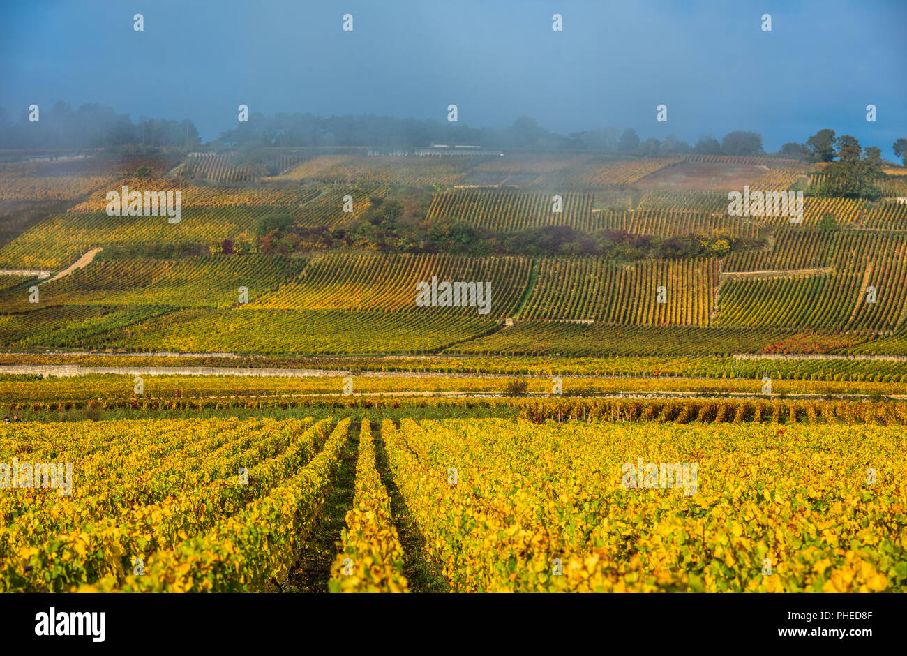 Vignobles dans le matin d'automne brumeux, Bourgogne, France Banque D'Images