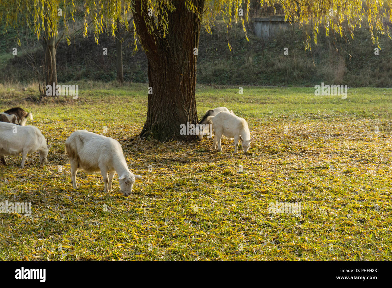 Les chèvres paître sur la pelouse dans la journée ensoleillée d'automne Banque D'Images