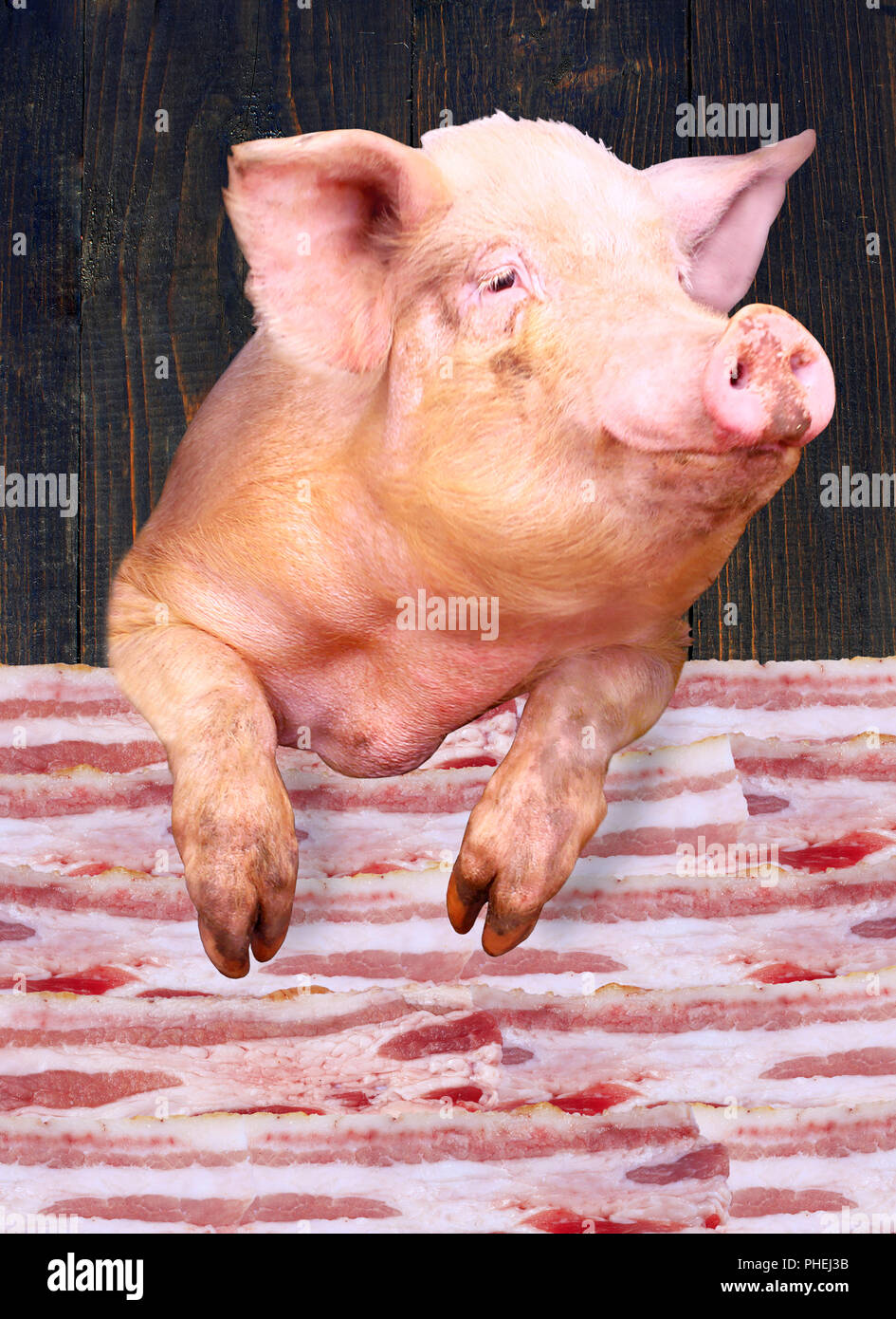 Pig donne sur les couches de lards Banque D'Images