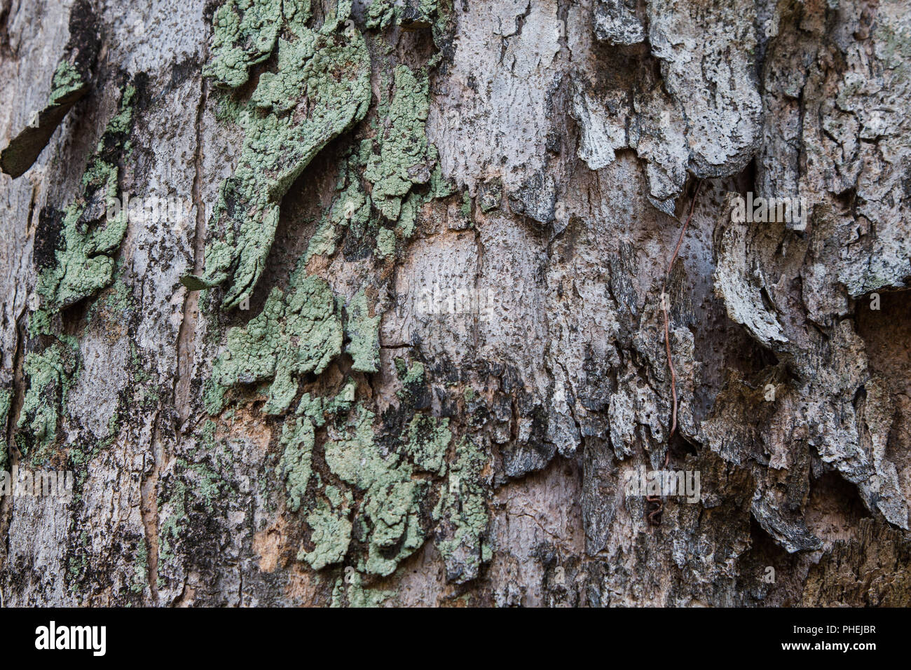 La texture de l'écorce des arbres Banque D'Images