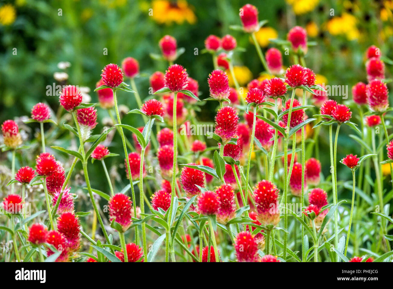 Gomphrena haageana, ' Carmine ' fleurs Banque D'Images