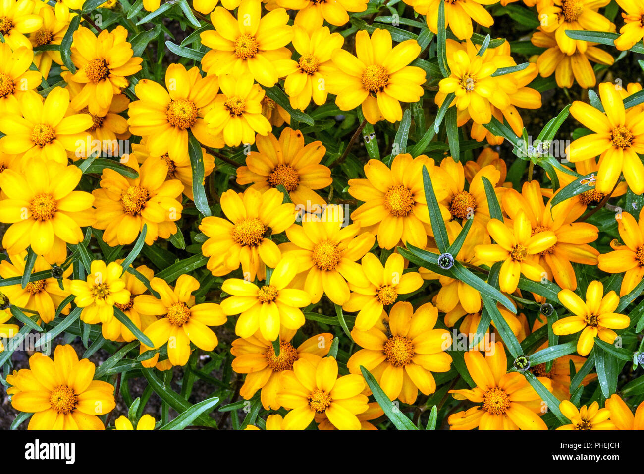 Zinnia angustifolia ' ' cristal jaune Banque D'Images