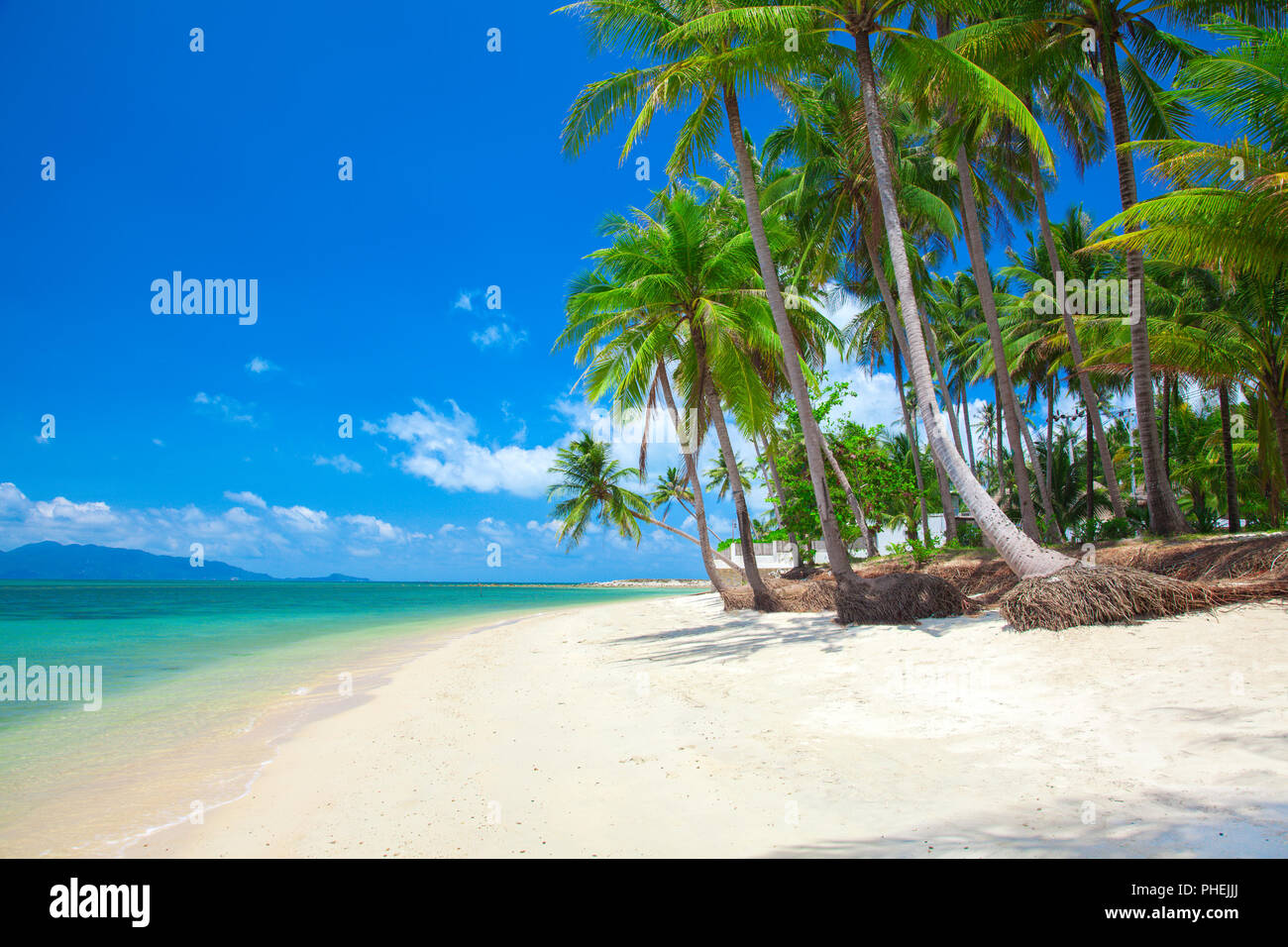 Plage tropicale avec cocotier Banque D'Images