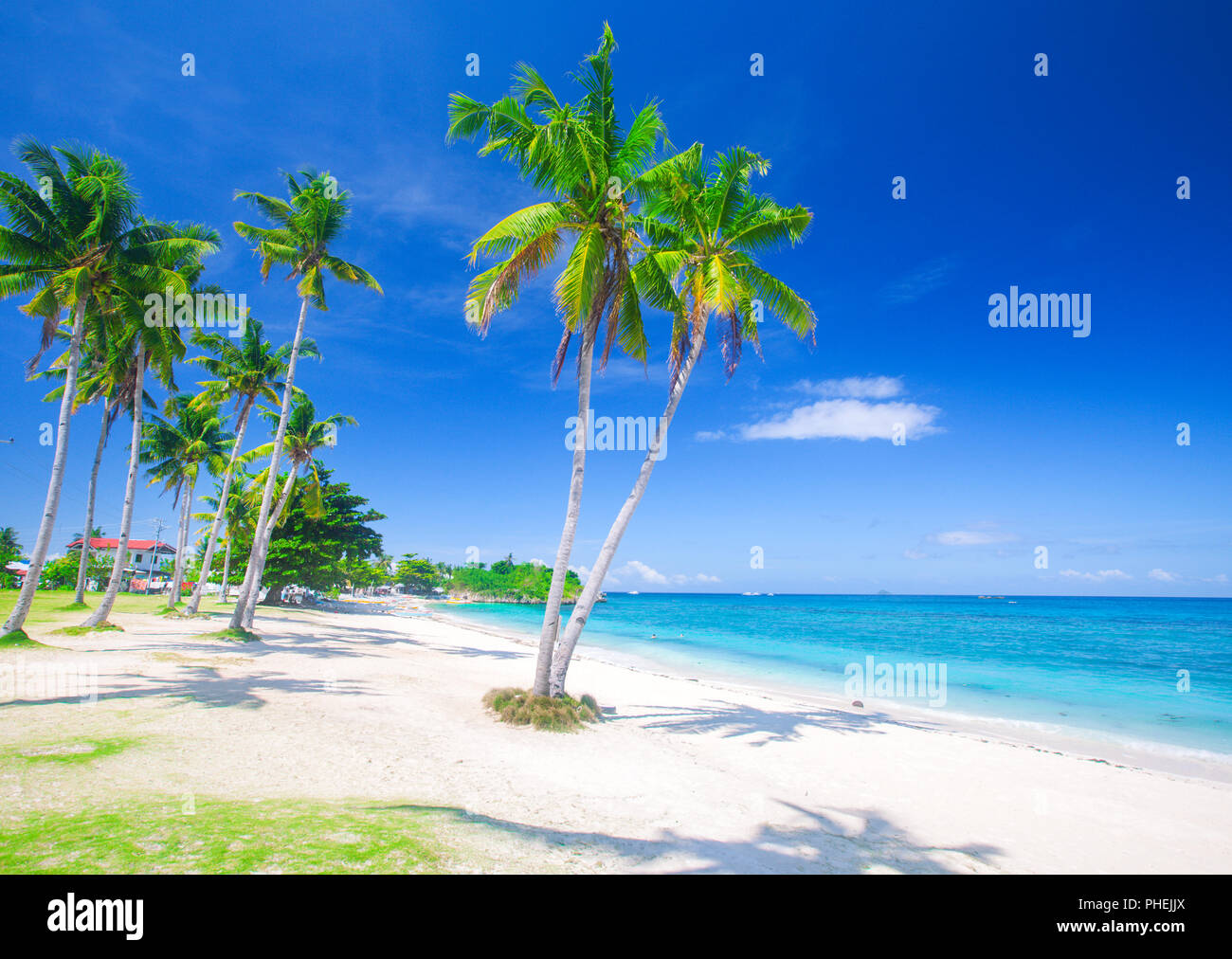 Plage tropicale avec cocotier Banque D'Images