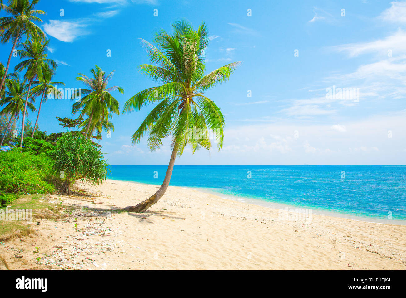 Plage tropicale avec cocotier Banque D'Images