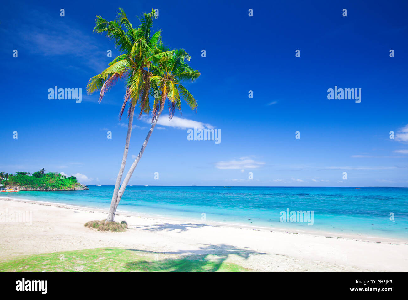 Plage tropicale avec cocotier Banque D'Images