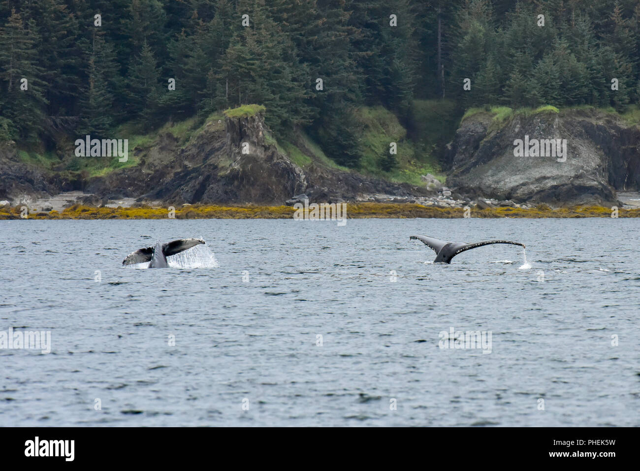 Juneau Alaska - Humpback Whale Watching Cruise ship excursion - Banque D'Images