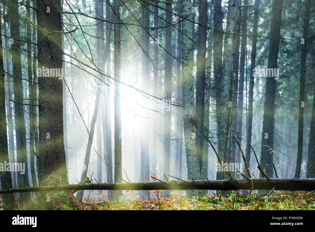 Soleil qui brille à travers les arbres Banque D'Images