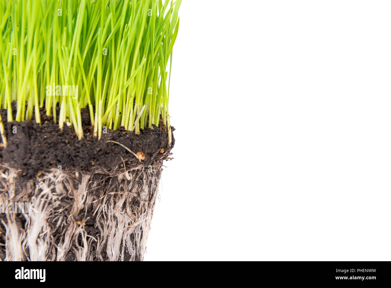 L'herbe verte et la terre d'un pot Banque D'Images