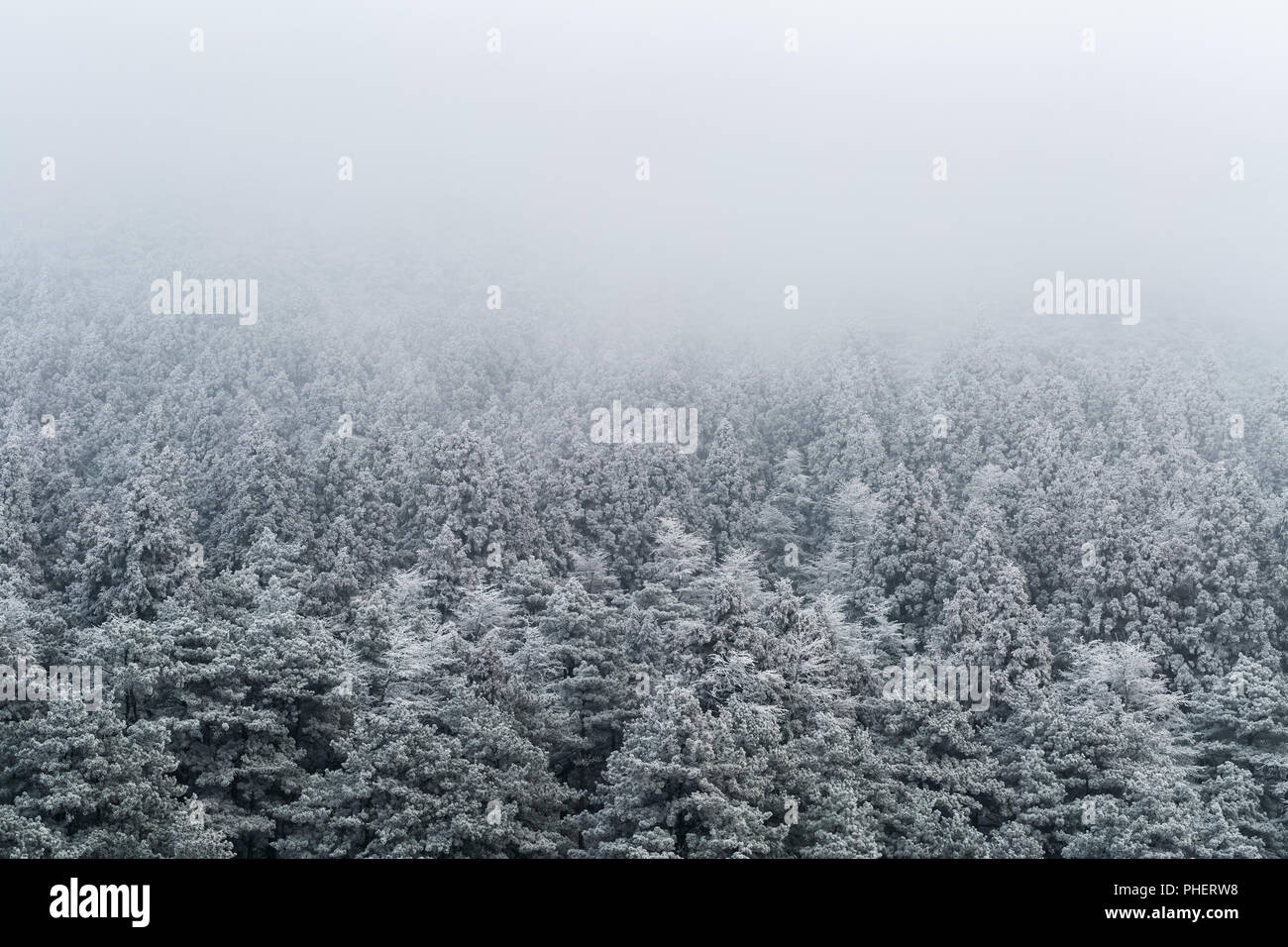 Arrière-plan de la forêt d'hiver Banque D'Images