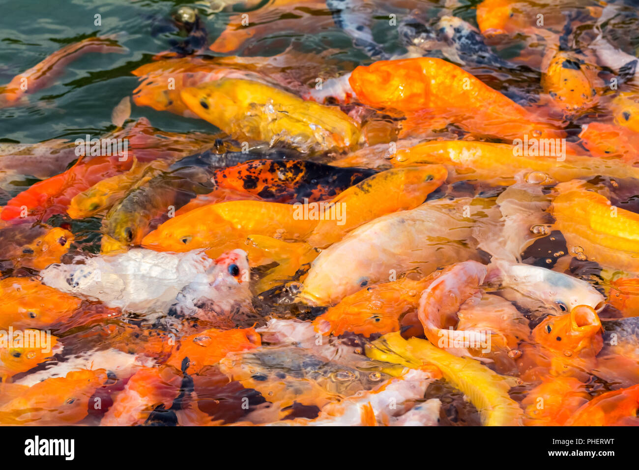 De nombreux poissons koi dans les aliments Banque D'Images