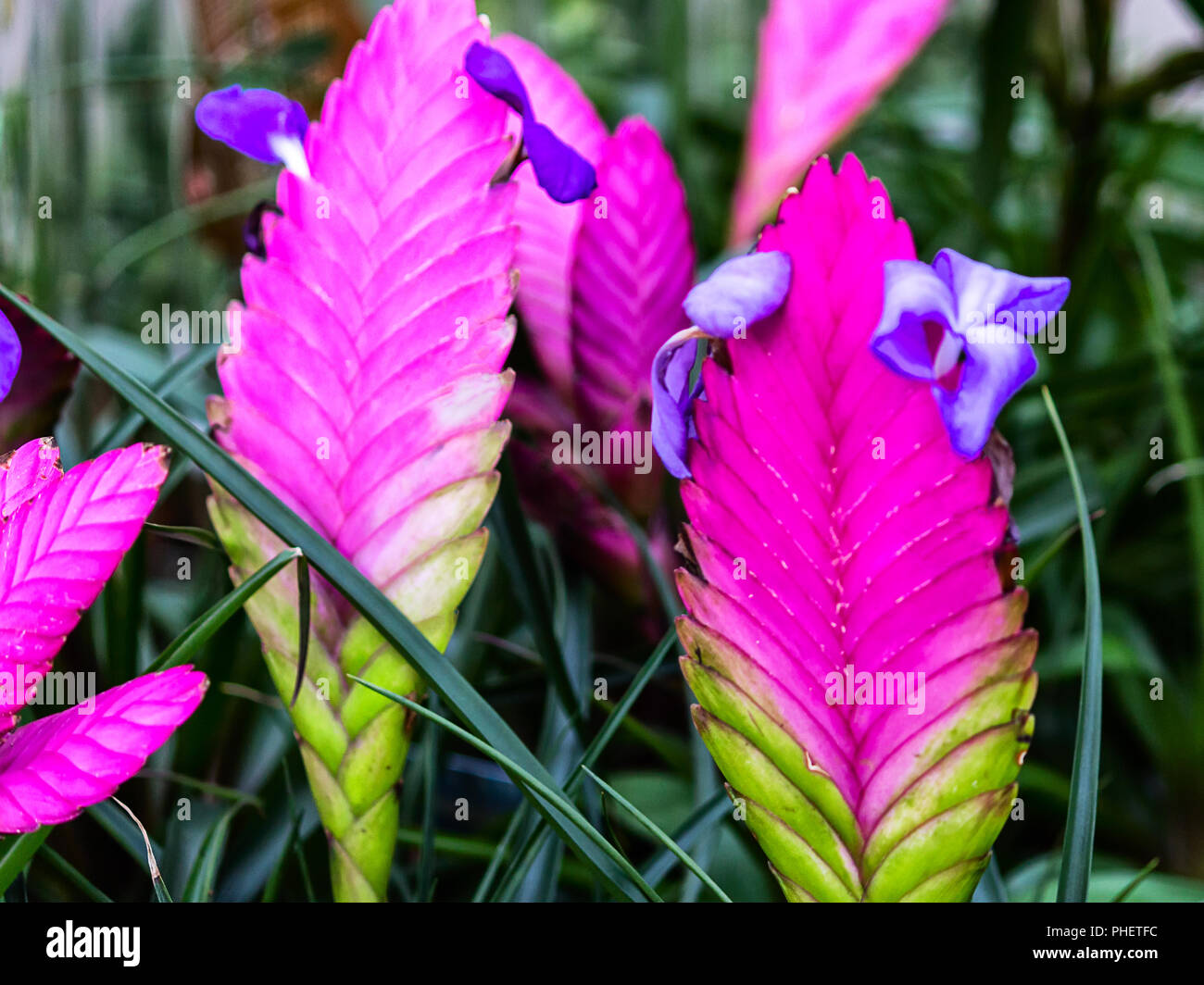 Tillandsia cyanea (Quill rose) est une espèce de plante , originaire de la forêt tropicale de l'Équateur et le Pérou, où il pousse assis sur les arbres. Banque D'Images