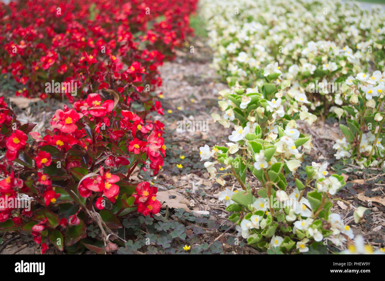 Les fleurs de bégonia rouge et blanc sur le parterre. Banque D'Images
