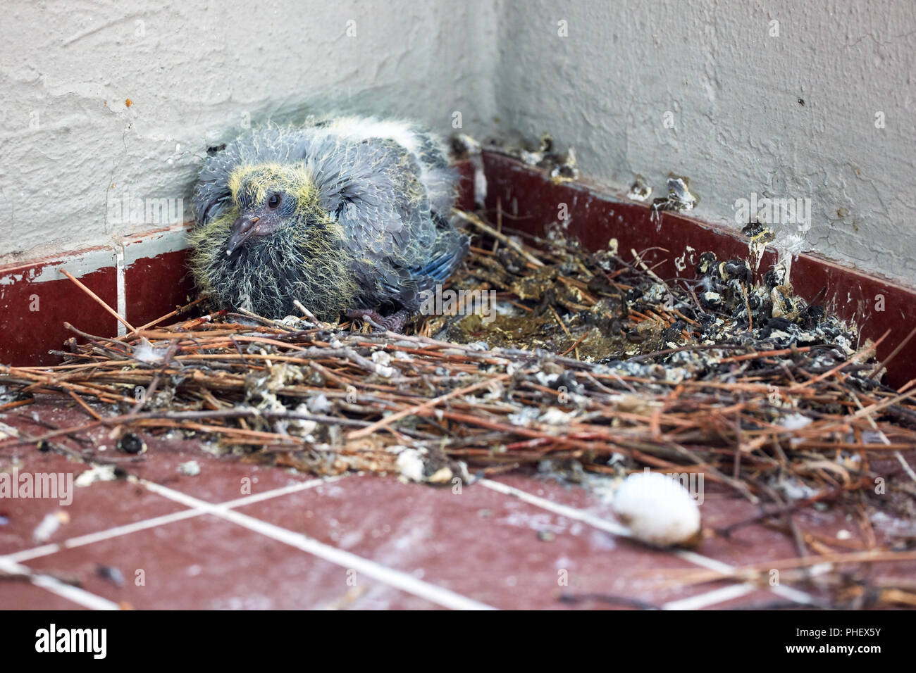 Pigeon De Bebe Dans Le Nid Pres De L Oeuf Des Oiseaux Sur Le Balcon D Une Chambre Photo Stock Alamy Pigeon De Bebe Dans Le Nid Pres De L Oeuf Des Oiseaux Sur Le Balcon D Une Chambre Photo Stock Alamy