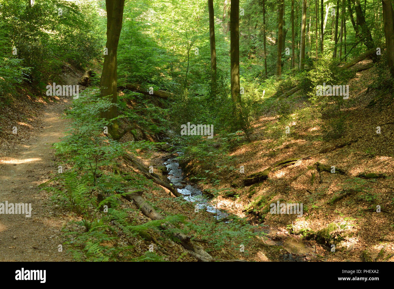 Forest Brook dans les collines, région du Bergisches Land, à l'Allemagne. Banque D'Images